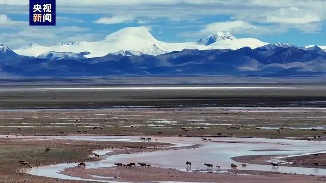 Newly Discovered Tibetan Antelope Breeding Ground Hosts Up to 100,000 Newly_Discovered_Tibetan_Antelope_Breeding_Ground_Hosts_Up_to_100_000