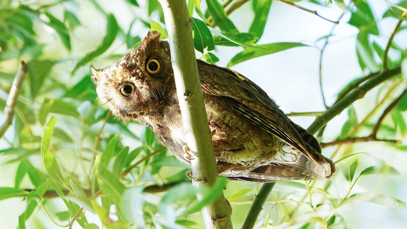 Nocturnal Beauties: Oriental Scops Owls Grace Beijing’s Summer Palace Nocturnal_Beauties__Oriental_Scops_Owls_Grace_Beijing_s_Summer_Palace