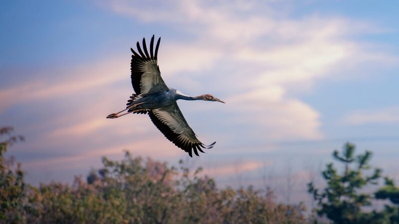 North_China_s_Hebei_Wetlands_Host_Unprecedented_Number_of_Rare_White_Naped_Cranes