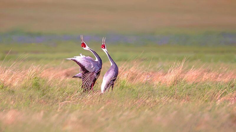 Northern Beijing Welcomes a Vibrant Wave of Migratory Birds at Miyun Reservoir Northern_Beijing_Welcomes_a_Vibrant_Wave_of_Migratory_Birds_at_Miyun_Reservoir video poster