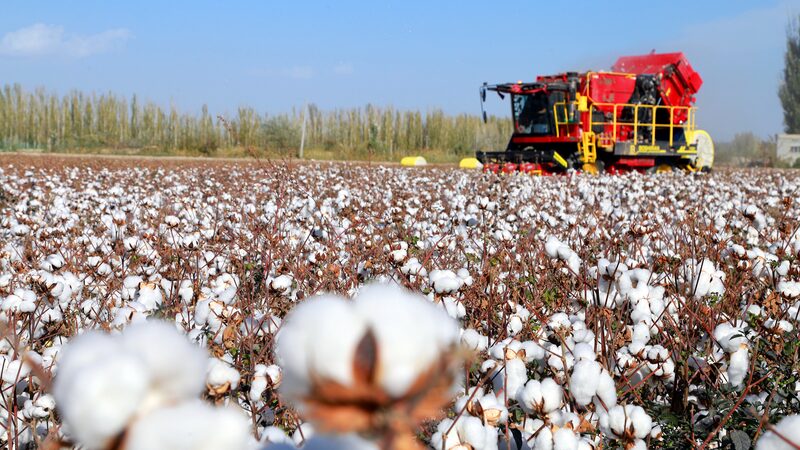 Northern_China_Safeguards_40__of_Nation_s_Arable_Land__New_Report
