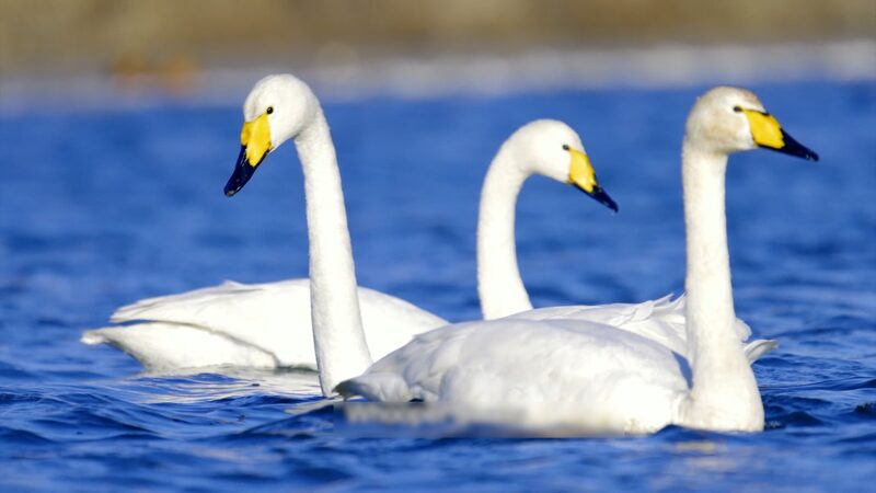Northern_China_s_Coastal_Wildlife_Thrives_in_Spring_Awakening video poster