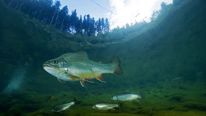 One_Quarter_of_Freshwater_Species_Face_Extinction__New_Study_Finds