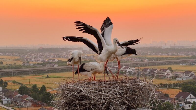 Oriental_Stork_Chicks_Spread_Their_Wings_in_Jiangsu