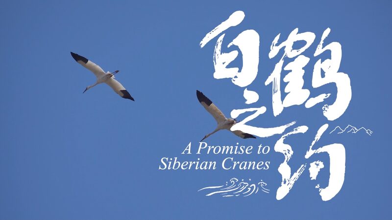 Ornithologist_s_Emotional_Reunion_with_Rescued_Siberian_Crane_After_Yearlong_Tracking video poster