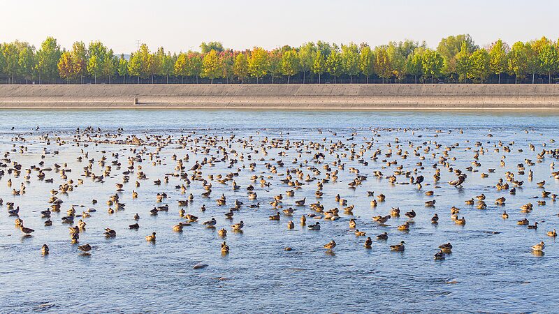 Over 60,000 Migratory Birds Flock to Yellow River Wetland for Winter Over_60_000_Migratory_Birds_Flock_to_Yellow_River_Wetland_for_Winter video poster