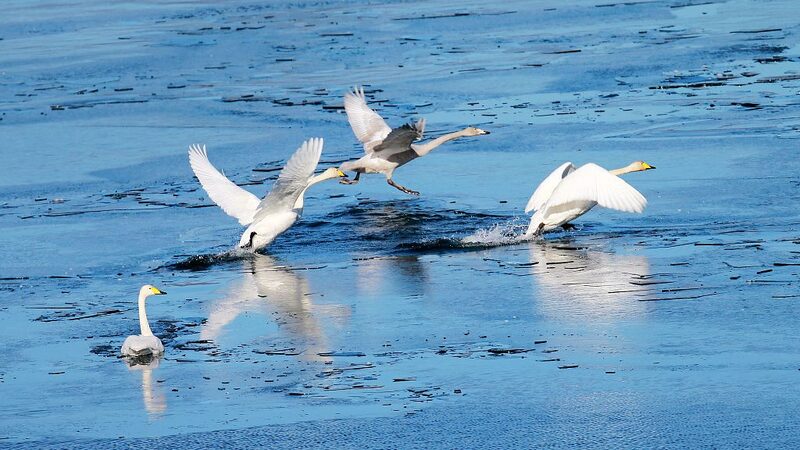 Over_60_Swans_Find_Winter_Haven_at_Huairou_Reservoir - My Global News: Voices of a New Era Over_60_Swans_Find_Winter_Haven_at_Huairou_Reservoir