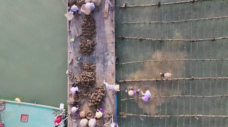 Oyster_Farming_Boom__How_China_s_Culinary_Traditions_Fuel_Economic_Growth_poster - My Global News: Voices of a New Era Oyster_Farming_Boom__How_China_s_Culinary_Traditions_Fuel_Economic_Growth video poster
