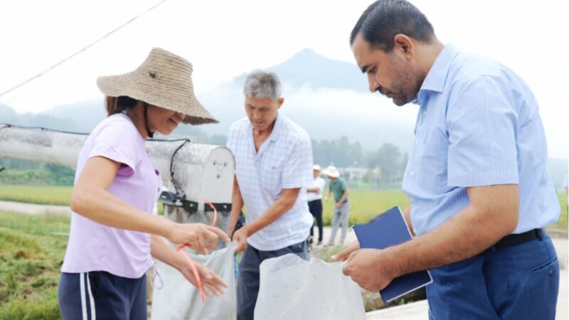 Pakistan_China_Partnership_Cultivates_Heat_Resistant_Hybrid_Rice_for_Global_Food_Security