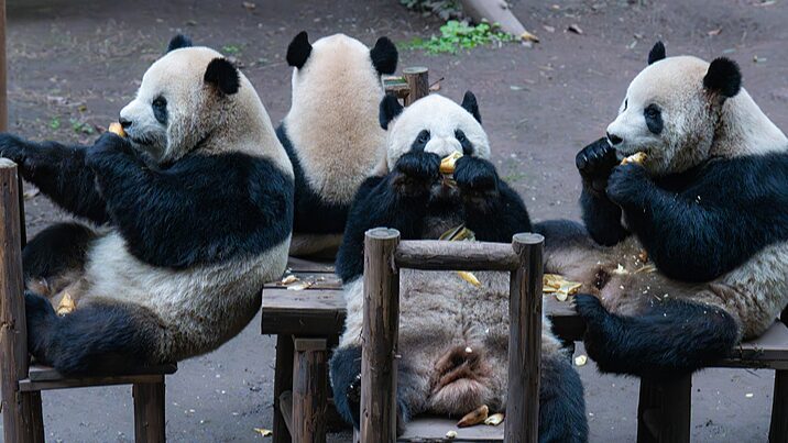 Panda Family Steals the Show at Chongqing Zoo Panda_Family_Steals_the_Show_at_Chongqing_Zoo