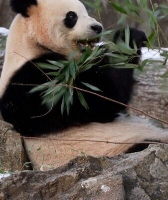 Panda Mania: National Zoo Celebrates Bao Li and Qing Bao’s American Debut Panda_Mania__National_Zoo_Celebrates_Bao_Li_and_Qing_Bao_s_American_Debut video poster