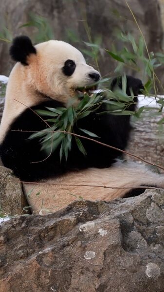 Panda_Mania__National_Zoo_Celebrates_Bao_Li_and_Qing_Bao_s_American_Debut_poster - My Global News: Voices of a New Era Panda_Mania__National_Zoo_Celebrates_Bao_Li_and_Qing_Bao_s_American_Debut video poster