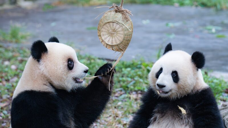 Panda_Twins_Delight_Crowds_at_Chongqing_Zoo_During_National_Day