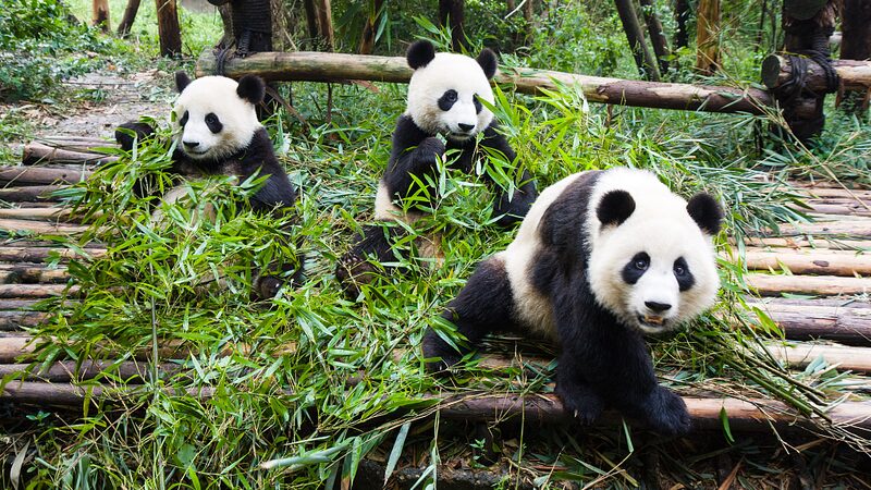 Pandas_Steal_the_Show__Viral_Videos_of_China_s_National_Treasure_Delight_the_World