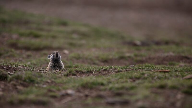 Pikas_Exonerated_in_Qinghai_Tibet_Grassland_Degradation__Study_Reveals video poster