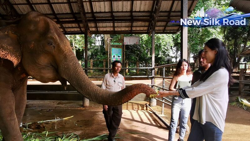 Pinnawala_Sanctuary__Giving_Rescued_Elephants_a_Second_Chance_in_Sri_Lanka_poster - My Global News: Voices of a New Era Pinnawala_Sanctuary__Giving_Rescued_Elephants_a_Second_Chance_in_Sri_Lanka video poster