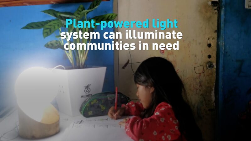 Plant-Powered Lighting Illuminates Communities in Need Plant_Powered_Lighting_Illuminates_Communities_in_Need video poster