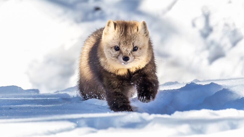 Playful Sables Delight in Snowy Forests of Jilin Playful_Sables_Delight_in_Snowy_Forests_of_Jilin