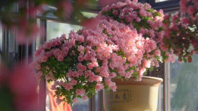 Post_90s__Flower_Guardian__Cultivates_Beauty_in_Suzhou_s_Ancient_Garden_poster - My Global News: Voices of a New Era Post_90s__Flower_Guardian__Cultivates_Beauty_in_Suzhou_s_Ancient_Garden video poster