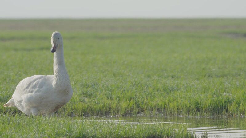 Poyang Lake: Autumn Haven for Global Migratory Birds Unveiled Poyang_Lake__Autumn_Haven_for_Global_Migratory_Birds_Unveiled video poster