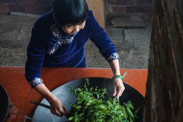 Preserving Guangxi’s Rich Liubao Tea Heritage Preserving_Guangxi_s_Rich_Liubao_Tea_Heritage