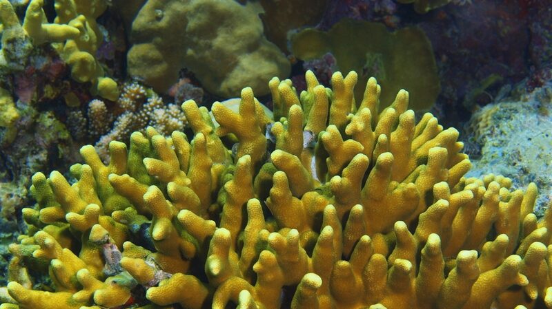 Protecting_Scleractinia__A_Key_to_Coral_Reef_Survival - My Global News: Voices of a New Era Protecting_Scleractinia__A_Key_to_Coral_Reef_Survival