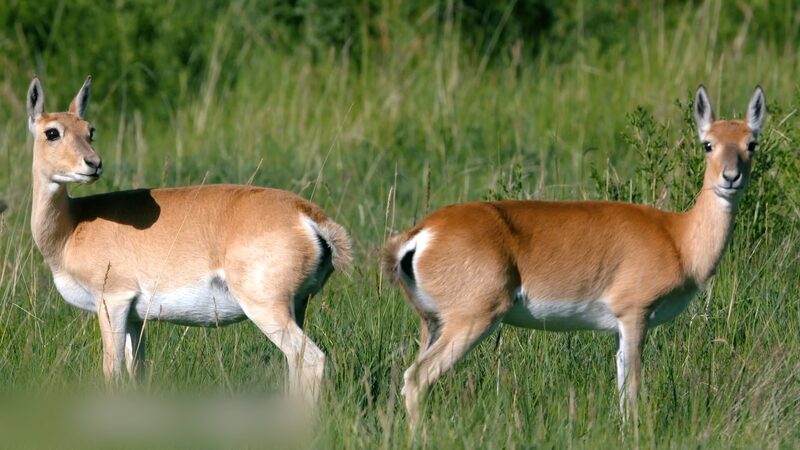 Przewalski_s_Gazelle_Flourishes_Around_Qinghai_Lake video poster