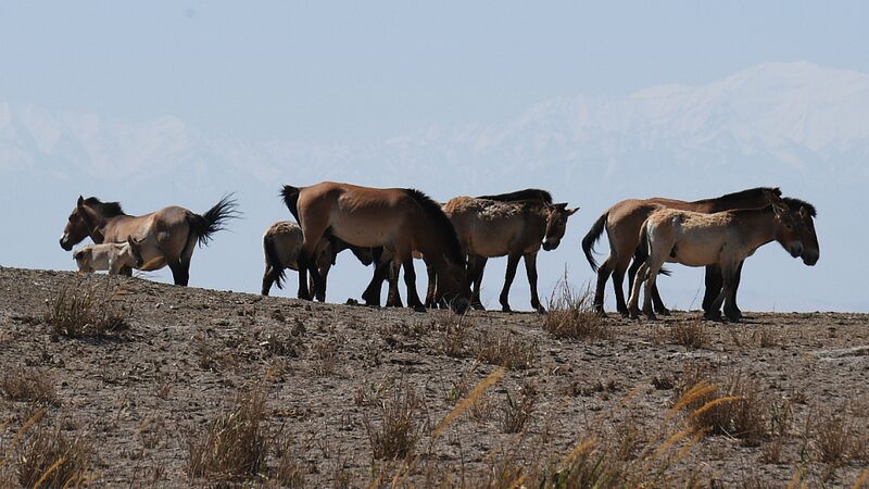 Przewalski_s_Horses_Begin_New_Chapter_in_Dunhuang_Reserve video poster