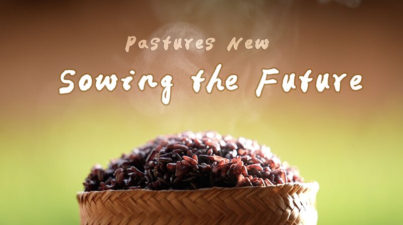 Purple Rice Revival: Hani Heritage Meets Science in Yunnan Purple_Rice_Revival__Hani_Heritage_Meets_Science_in_Yunnan video poster