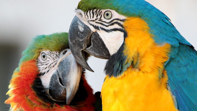 Rainbow_Macaws_Brighten_Shanghai_Zoo_This_Spring