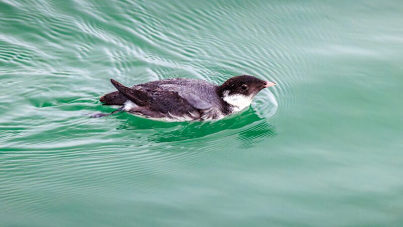 Rare_Ancient_Murrelet_Makes_Second_Appearance_in_Shenzhen_Bay - My Global News: Voices of a New Era Rare_Ancient_Murrelet_Makes_Second_Appearance_in_Shenzhen_Bay