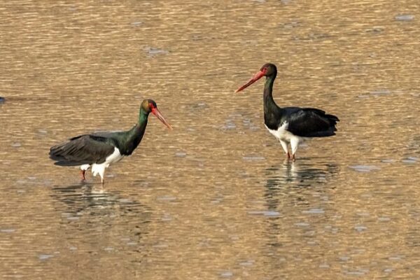 Rare Black and Oriental White Storks Spotted at Hengshui Lake in North China Rare_Black_and_Oriental_White_Storks_Spotted_at_Hengshui_Lake_in_North_China