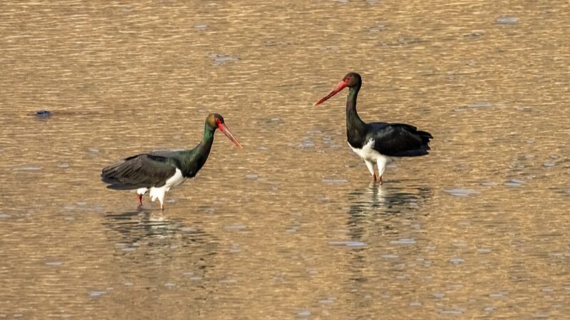 Rare_Black_and_Oriental_White_Storks_Spotted_at_Hengshui_Lake_in_North_China