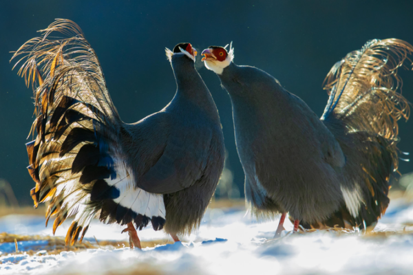 Rare Blue-Eared Pheasants Spotted in China’s Qilian Mountain National Park Rare_Blue_Eared_Pheasants_Spotted_in_China_s_Qilian_Mountain_National_Park