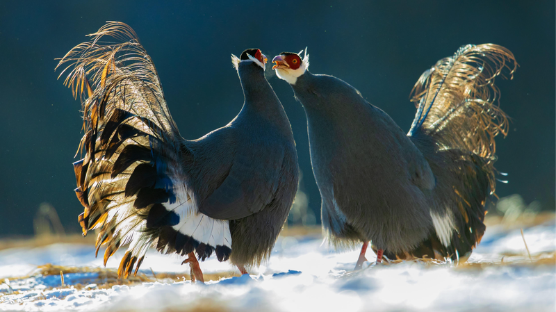 Rare_Blue_Eared_Pheasants_Spotted_in_China_s_Qilian_Mountain_National_Park - My Global News: Voices of a New Era Rare_Blue_Eared_Pheasants_Spotted_in_China_s_Qilian_Mountain_National_Park