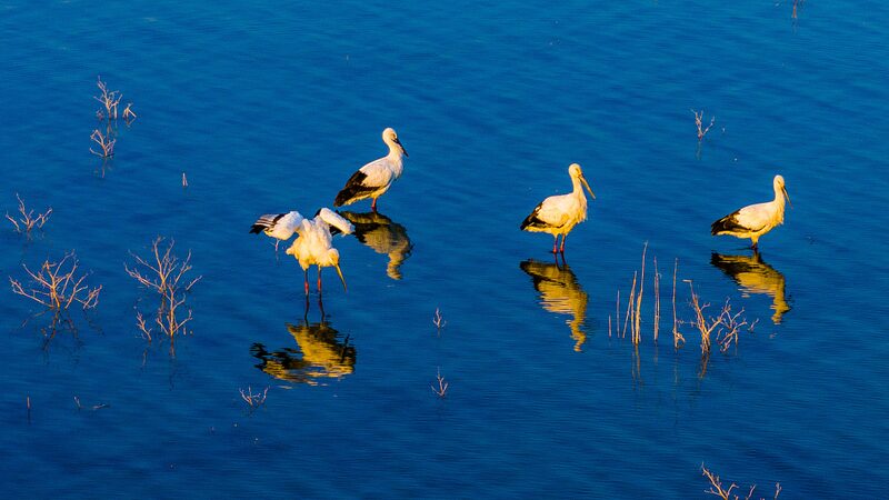 Rare_Oriental_White_Storks_Spotted_at_Anhui_s_Huajiahu_Lake