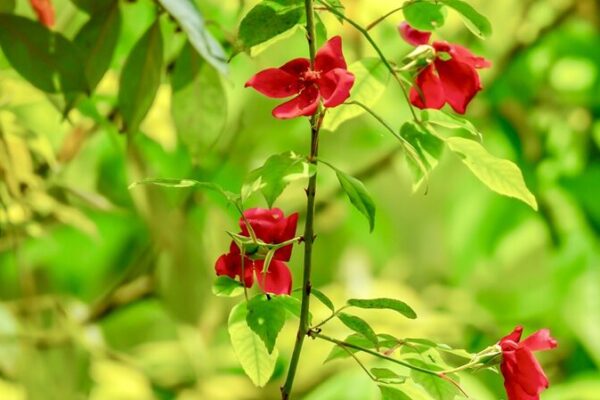 Rare_Shiny_Leafed_Rose_Discovered_in_Guizhou_s_Foding_Mountain