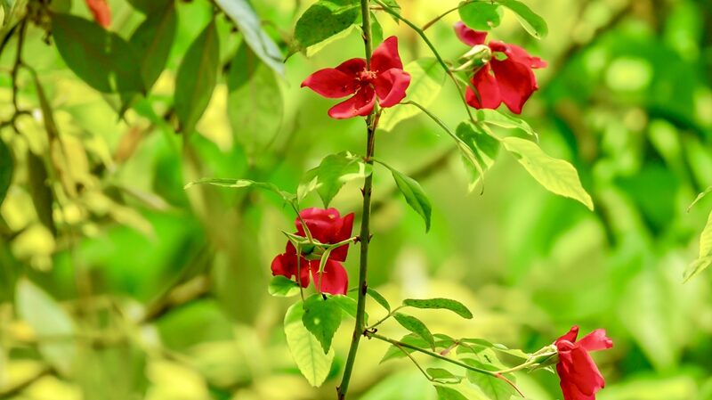 Rare_Shiny_Leafed_Rose_Discovered_in_Guizhou_s_Foding_Mountain - My Global News: Voices of a New Era Rare_Shiny_Leafed_Rose_Discovered_in_Guizhou_s_Foding_Mountain
