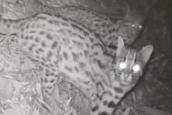 Rare Trio of Leopard Cats Captured in East China’s Zhejiang Province Rare_Trio_of_Leopard_Cats_Captured_in_East_China_s_Zhejiang_Province video poster