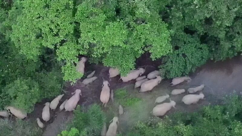 Record_Breaking_Elephant_Herd_Spotted_in_Yunnan_s_Mengla_County video poster