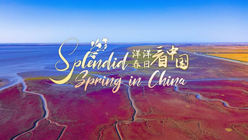 Red_Beach_in_Liaoning__Nature_s_Vibrant_Wonder_and_Avian_Haven video poster