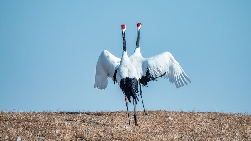 Red_Crowned_Cranes_Thrive_in_Heilongjiang_s_Zhalong_Wetlands - My Global News: Voices of a New Era Red_Crowned_Cranes_Thrive_in_Heilongjiang_s_Zhalong_Wetlands