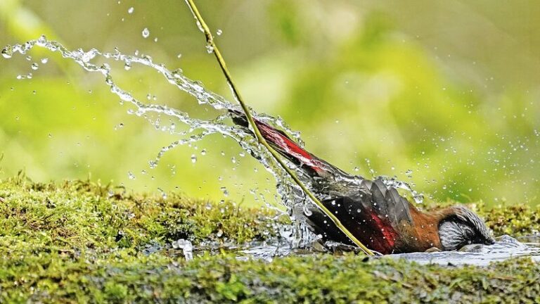 Red_winged_Laughingthrush_Enjoys_Bath_in_Sichuan_s_Laojun_Mountain_Reserve
