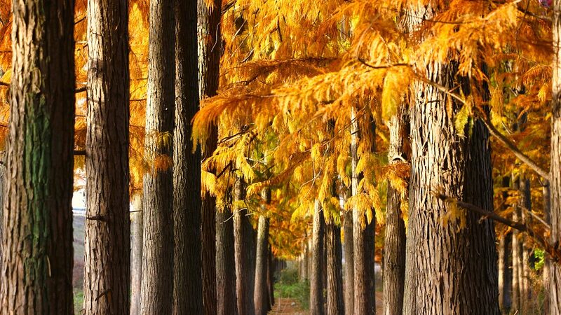 Redwoods_Illuminate_Chinese_Mainland_s_Hubei_Wetlands_with_Stunning_Colors