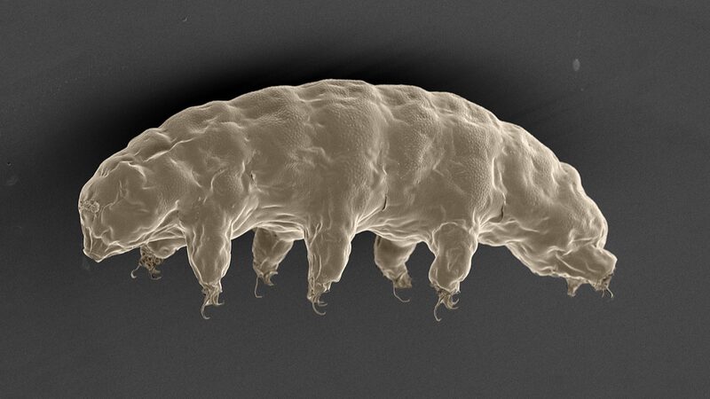 Researchers_from_the_Chinese_mainland_Unlock_Tardigrade_s_Radiation_Secrets_to_Boost_Human_Resilience