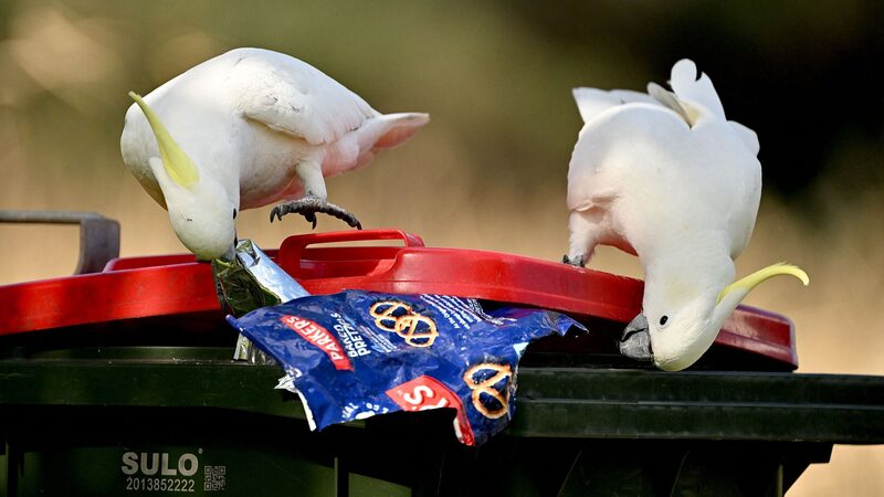 Revolutionary_Satellite_Tool_Detects_Beach_Plastic_Waste_from_Space - My Global News: Voices of a New Era Revolutionary_Satellite_Tool_Detects_Beach_Plastic_Waste_from_Space