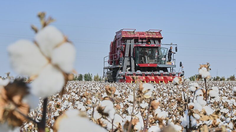 Revolutionizing_Agriculture__Mechanized_Cotton_Harvesting_Takes_Off_in_Xinjiang video poster