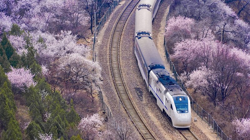 Ride_the_Blossoms__Beijing_s_S2_Railway_Offers_Scenic_Spring_Journeys