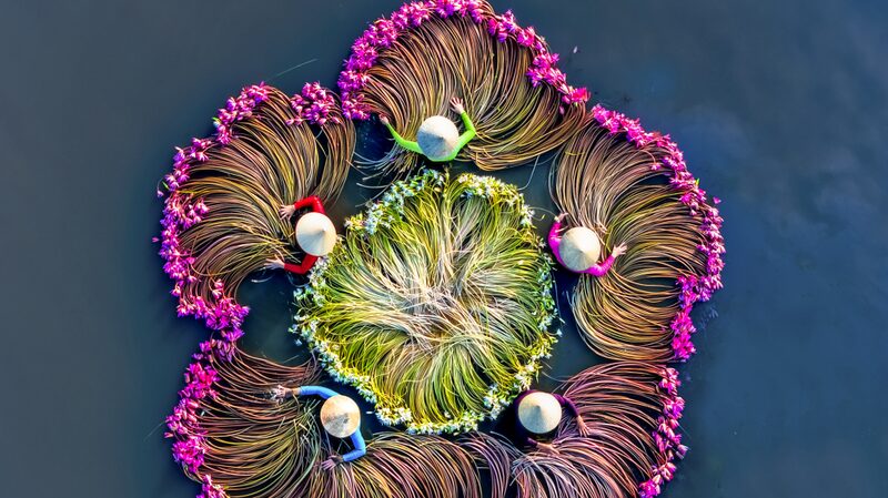 Romantic Scenes Bloom as Water Lilies Harvested in Vietnam Romantic_Scenes_Bloom_as_Water_Lilies_Harvested_in_Vietnam