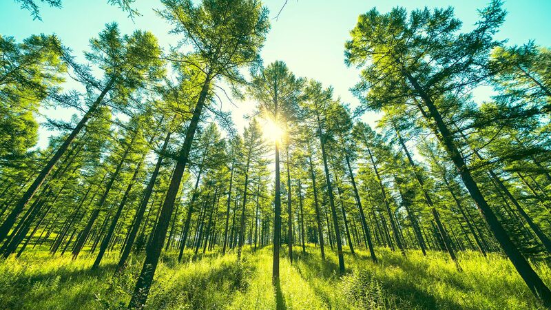 Saihanba_s_Transformation__Six_Decades_to_the_Great_Green_Wall video poster